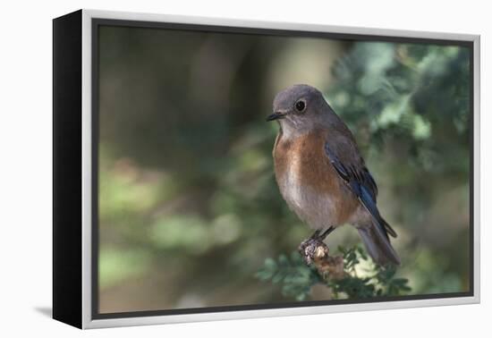 Western Bluebird on Branch-DLILLC-Framed Premier Image Canvas