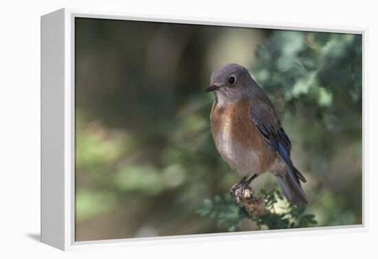 Western Bluebird on Branch-DLILLC-Framed Premier Image Canvas