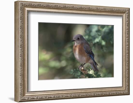 Western Bluebird on Branch-DLILLC-Framed Photographic Print