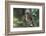 Western Bluebird on Branch-DLILLC-Framed Photographic Print