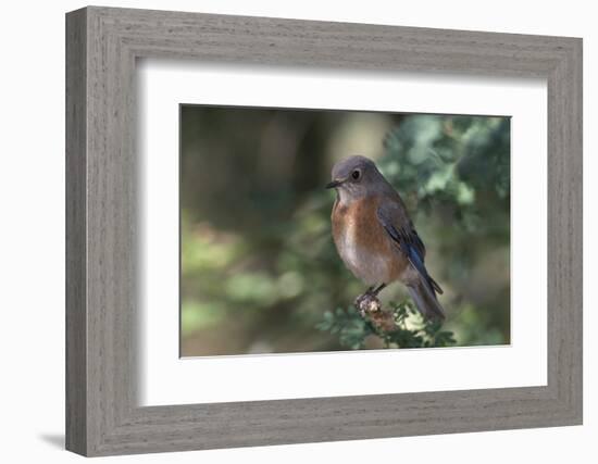 Western Bluebird on Branch-DLILLC-Framed Photographic Print