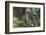 Western Bluebird on Branch-DLILLC-Framed Photographic Print