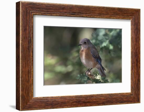 Western Bluebird on Branch-DLILLC-Framed Photographic Print