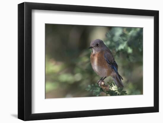 Western Bluebird on Branch-DLILLC-Framed Photographic Print