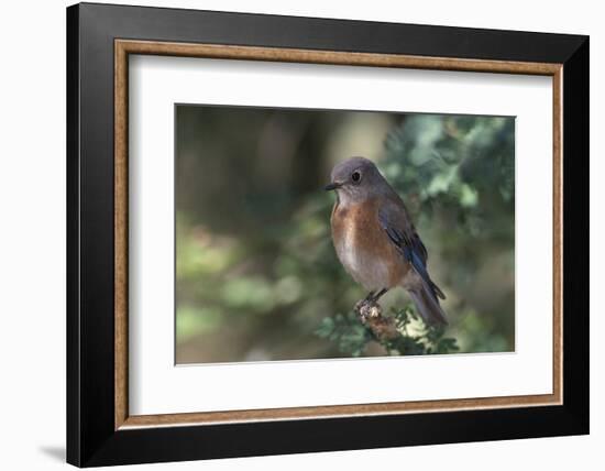 Western Bluebird on Branch-DLILLC-Framed Photographic Print