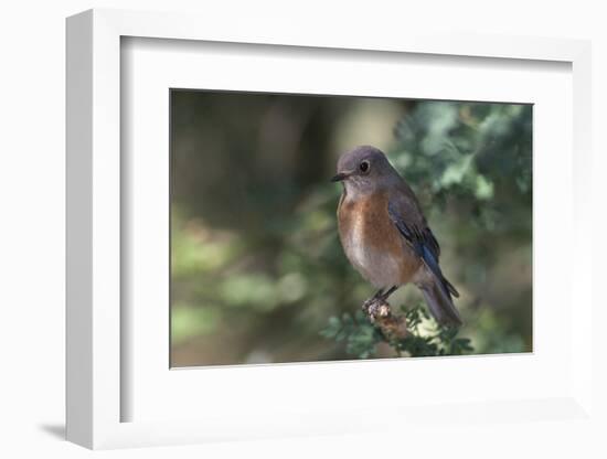 Western Bluebird on Branch-DLILLC-Framed Photographic Print