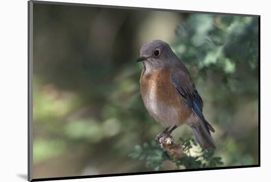 Western Bluebird on Branch-DLILLC-Mounted Photographic Print