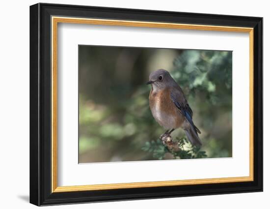 Western Bluebird on Branch-DLILLC-Framed Photographic Print