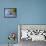Western Bluebird, San Diego County, California, USA-Diane Johnson-Framed Premier Image Canvas displayed on a wall