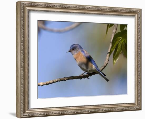 Western Bluebird, San Diego County, California, USA-Diane Johnson-Framed Photographic Print