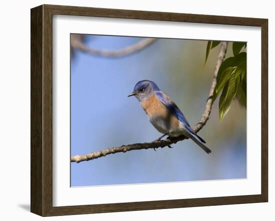 Western Bluebird, San Diego County, California, USA-Diane Johnson-Framed Photographic Print