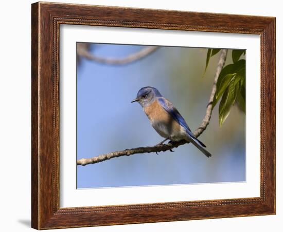 Western Bluebird, San Diego County, California, USA-Diane Johnson-Framed Photographic Print