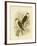 Western Brown Hawk, 1891-Gracius Broinowski-Framed Giclee Print