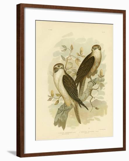 Western Brown Hawk, 1891-Gracius Broinowski-Framed Giclee Print