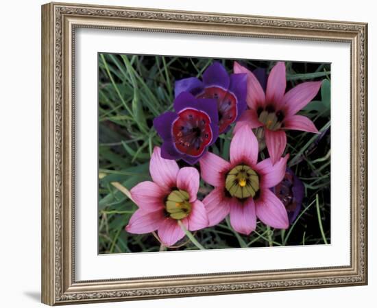 Western Cape Wildflowers, South Africa-Michele Westmorland-Framed Photographic Print