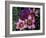 Western Cape Wildflowers, South Africa-Michele Westmorland-Framed Photographic Print