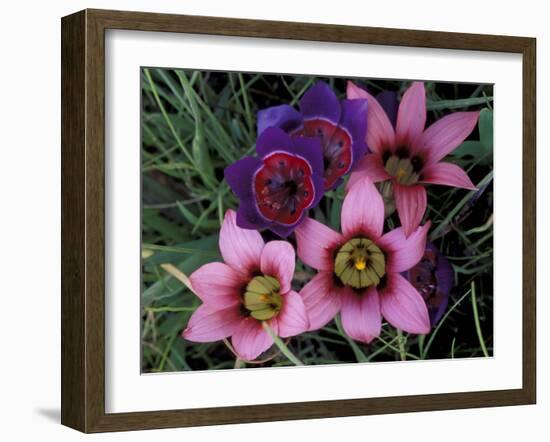 Western Cape Wildflowers, South Africa-Michele Westmorland-Framed Photographic Print