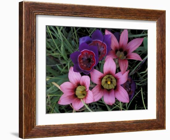 Western Cape Wildflowers, South Africa-Michele Westmorland-Framed Photographic Print