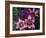 Western Cape Wildflowers, South Africa-Michele Westmorland-Framed Photographic Print