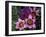 Western Cape Wildflowers, South Africa-Michele Westmorland-Framed Photographic Print