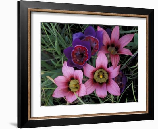 Western Cape Wildflowers, South Africa-Michele Westmorland-Framed Photographic Print