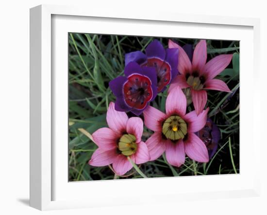 Western Cape Wildflowers, South Africa-Michele Westmorland-Framed Photographic Print