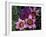 Western Cape Wildflowers, South Africa-Michele Westmorland-Framed Photographic Print