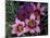Western Cape Wildflowers, South Africa-Michele Westmorland-Mounted Photographic Print