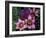 Western Cape Wildflowers, South Africa-Michele Westmorland-Framed Photographic Print