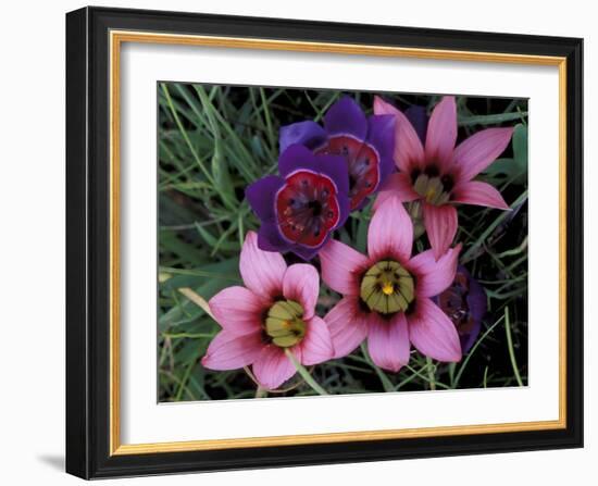 Western Cape Wildflowers, South Africa-Michele Westmorland-Framed Photographic Print