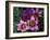 Western Cape Wildflowers, South Africa-Michele Westmorland-Framed Photographic Print