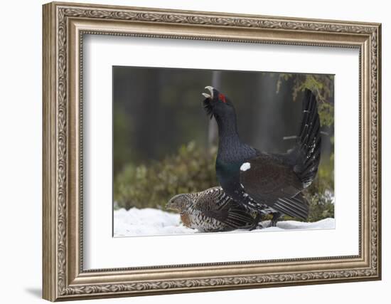 Western capercaillie (Tetrao urogallus) male calling at lek, with female, Tver, Russia-Sergey Gorshkov-Framed Photographic Print