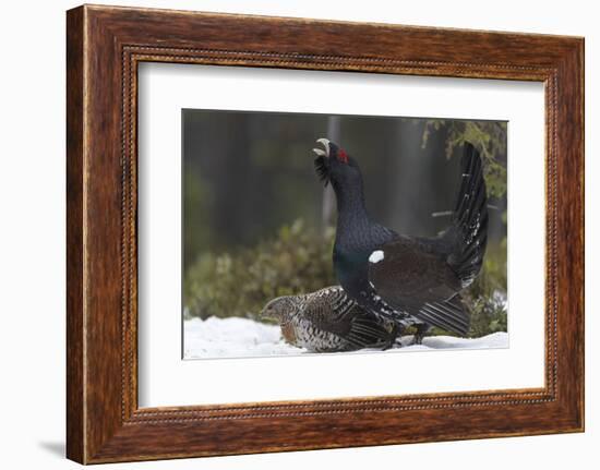 Western capercaillie (Tetrao urogallus) male calling at lek, with female, Tver, Russia-Sergey Gorshkov-Framed Photographic Print