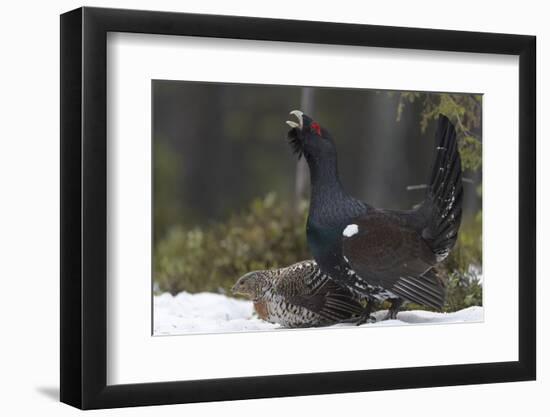 Western capercaillie (Tetrao urogallus) male calling at lek, with female, Tver, Russia-Sergey Gorshkov-Framed Photographic Print