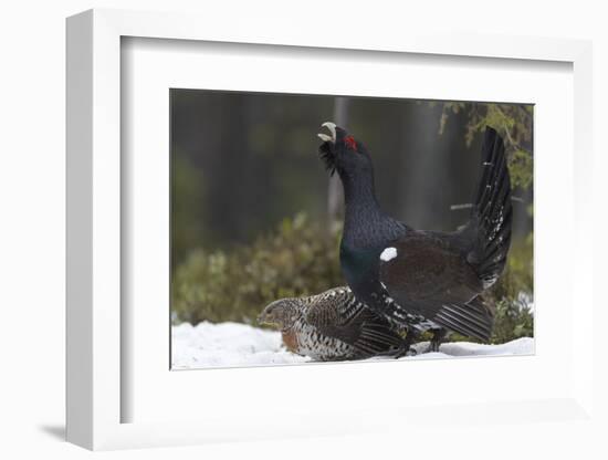 Western capercaillie (Tetrao urogallus) male calling at lek, with female, Tver, Russia-Sergey Gorshkov-Framed Photographic Print