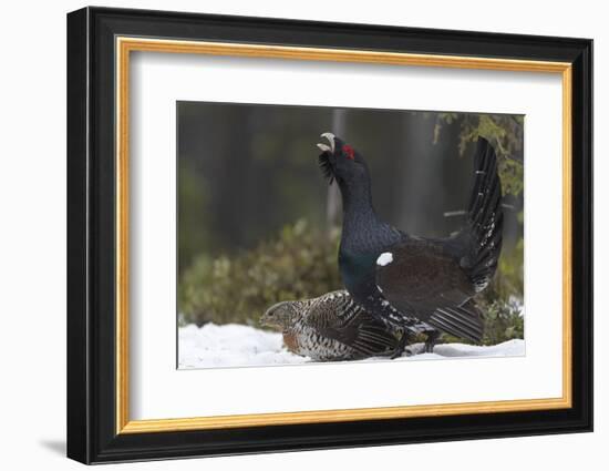 Western capercaillie (Tetrao urogallus) male calling at lek, with female, Tver, Russia-Sergey Gorshkov-Framed Photographic Print