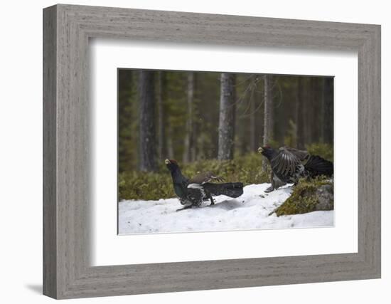 Western capercaillie (Tetrao urogallus) males at a lek, Tver, Russia. May-Sergey Gorshkov-Framed Photographic Print