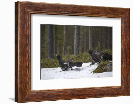 Western capercaillie (Tetrao urogallus) males at a lek, Tver, Russia. May-Sergey Gorshkov-Framed Photographic Print