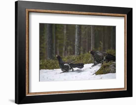 Western capercaillie (Tetrao urogallus) males at a lek, Tver, Russia. May-Sergey Gorshkov-Framed Photographic Print