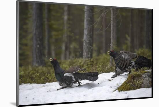 Western capercaillie (Tetrao urogallus) males at a lek, Tver, Russia. May-Sergey Gorshkov-Mounted Photographic Print