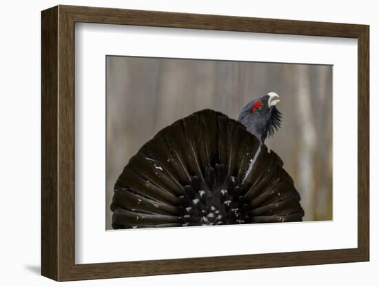 Western capercaillie (Tetrao urogallus) Tver, Russia. May-Sergey Gorshkov-Framed Photographic Print