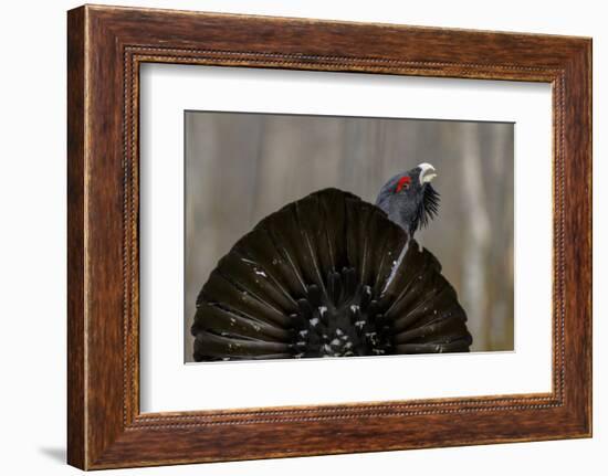 Western capercaillie (Tetrao urogallus) Tver, Russia. May-Sergey Gorshkov-Framed Photographic Print