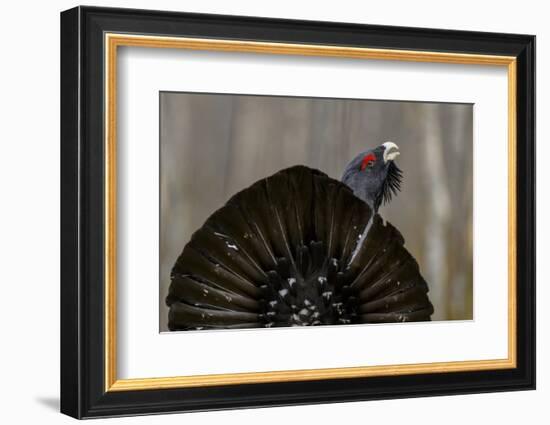 Western capercaillie (Tetrao urogallus) Tver, Russia. May-Sergey Gorshkov-Framed Photographic Print