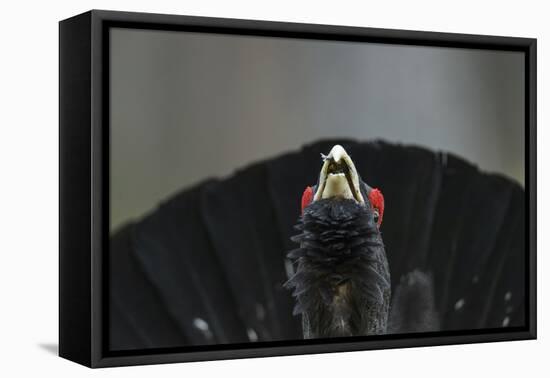 Western capercaillie (Tetrao urogallus) Tver, Russia. May-Sergey Gorshkov-Framed Premier Image Canvas