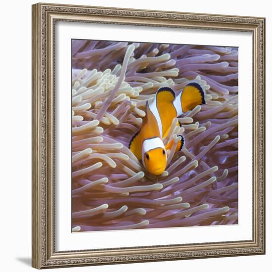 Western Clown Anemonefish and Sea Anemone (Heteractis Magnifica), Southern Thailand-Andrew Stewart-Framed Photographic Print