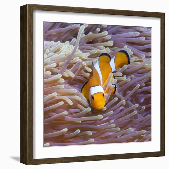Western Clown Anemonefish and Sea Anemone (Heteractis Magnifica), Southern Thailand-Andrew Stewart-Framed Photographic Print