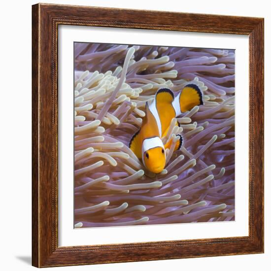 Western Clown Anemonefish and Sea Anemone (Heteractis Magnifica), Southern Thailand-Andrew Stewart-Framed Photographic Print