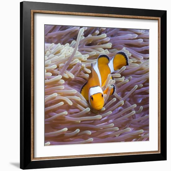 Western Clown Anemonefish and Sea Anemone (Heteractis Magnifica), Southern Thailand-Andrew Stewart-Framed Photographic Print