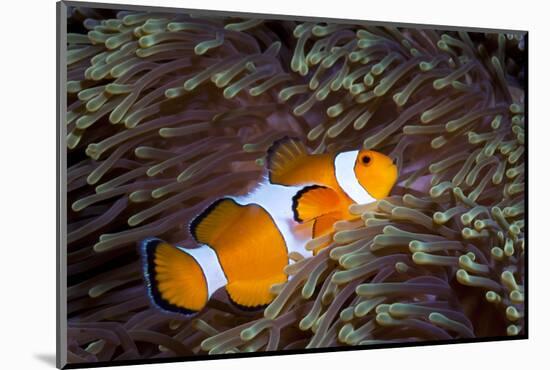 Western Clown Anemonefish and Sea Anemone (Heteractis Magnifica), Southern Thailand-Andrew Stewart-Mounted Photographic Print