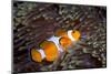 Western Clown Anemonefish and Sea Anemone (Heteractis Magnifica), Southern Thailand-Andrew Stewart-Mounted Photographic Print